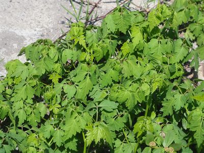 Cardiospermum halicacabum, photographed by 葉子