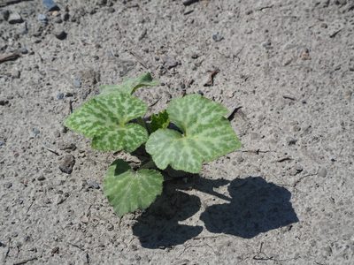 Cucurbita moschata, photographed by 葉子