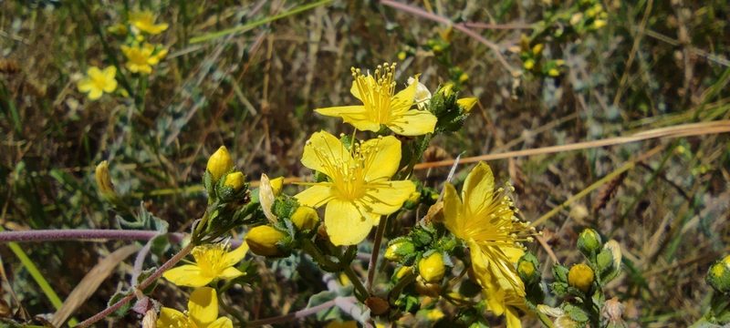 Hypericum tomentosum, photographed by Santiago Martín-Bravo