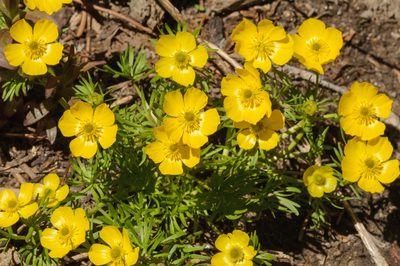 Ranunculus adoneus, photographed by Rolf Lawrenz