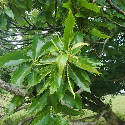 Castanea sativa, photographed by goldfjnch