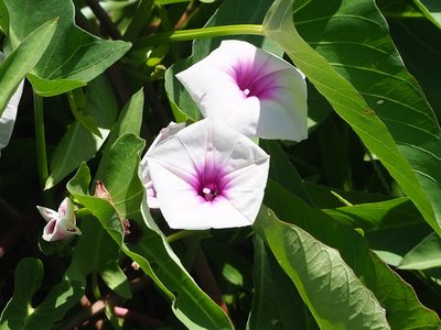 Ipomoea aquatica, photographed by 葉子