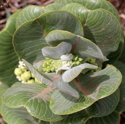Asclepias latifolia, photographed by Catherine C. Galley