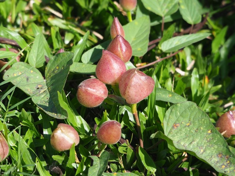 Operculina turpethum, photographed by 葉子