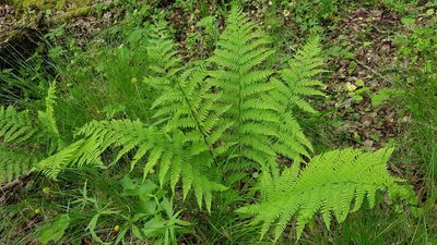 Athyrium filix-femina, photographed by Aurelijus Narbutas