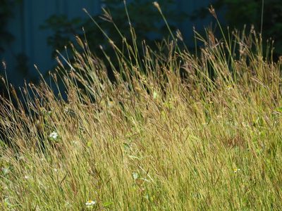Dichanthium annulatum, photographed by 葉子