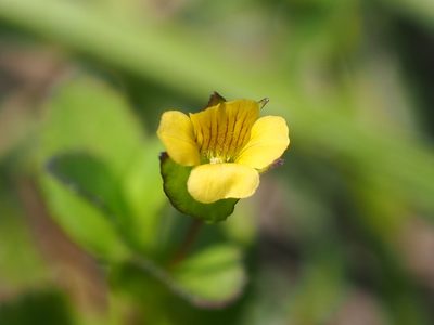 Mecardonia procumbens, photographed by 葉子