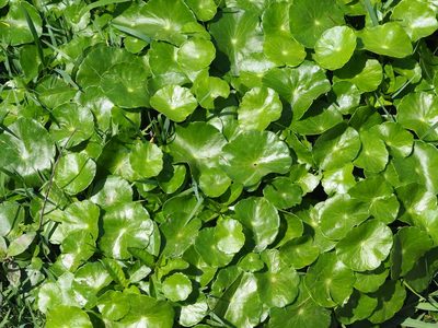 Hydrocotyle verticillata, photographed by 葉子