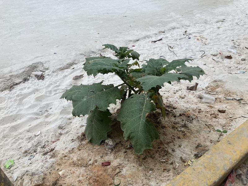 Solanum sessiliflorum, photographed by rebecca bachman