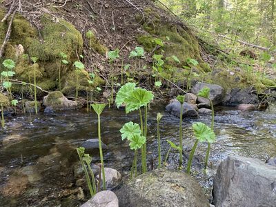 Darmera peltata