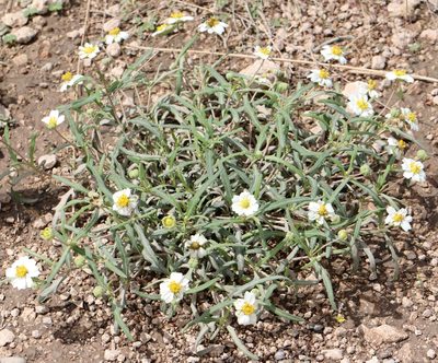 Melampodium leucanthum