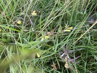 Melampyrum pratense, photographed by James Clow