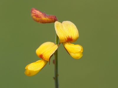 Rhynchosia minima, photographed by 葉子