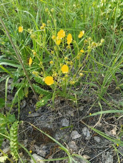 Potentilla pimpinelloides, photographed by Виктория