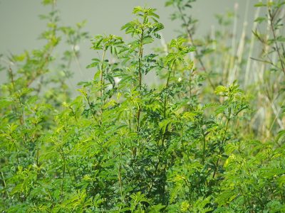 Desmanthus virgatus, photographed by 葉子