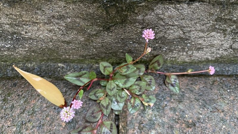 Persicaria capitata, photographed by Brendan Black