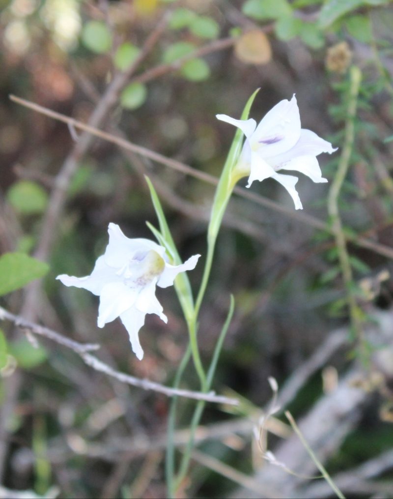 Gladiolus atropictus, photographed by kevin koen