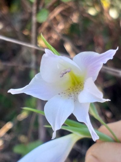 Gladiolus atropictus, photographed by kevin koen