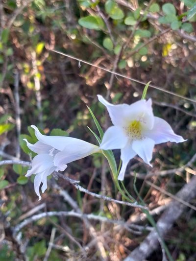 Gladiolus atropictus, photographed by kevin koen