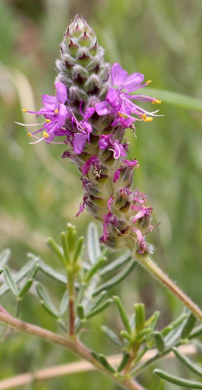 Dalea tenuifolia, photographed by Catherine C. Galley