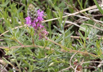 Dalea tenuifolia, photographed by Catherine C. Galley