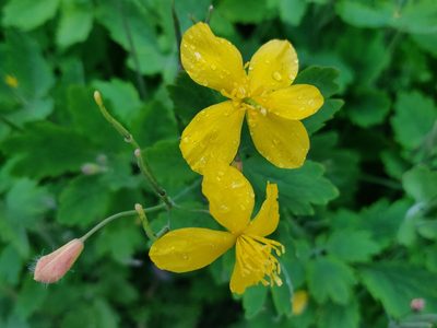 Chelidonium majus, photographed by ZWG