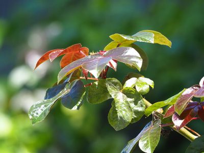 Jatropha gossypiifolia, photographed by 葉子
