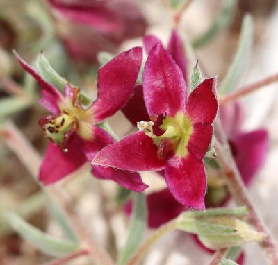 Krameria lanceolata, photographed by Catherine C. Galley