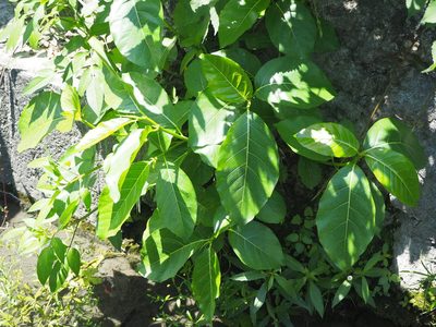 Ehretia resinosa, photographed by 葉子
