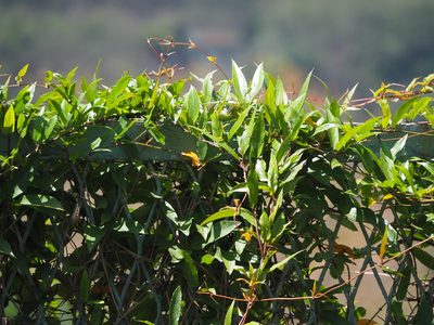 Paederia foetida, photographed by 葉子