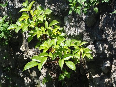 Bischofia javanica, photographed by 葉子
