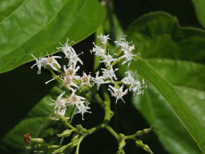 Ehretia resinosa, photographed by 葉子