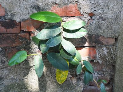 Ficus tinctoria, photographed by 葉子
