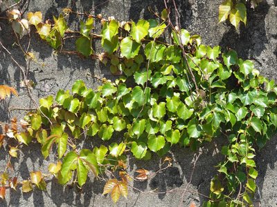Parthenocissus tricuspidata, photographed by 葉子