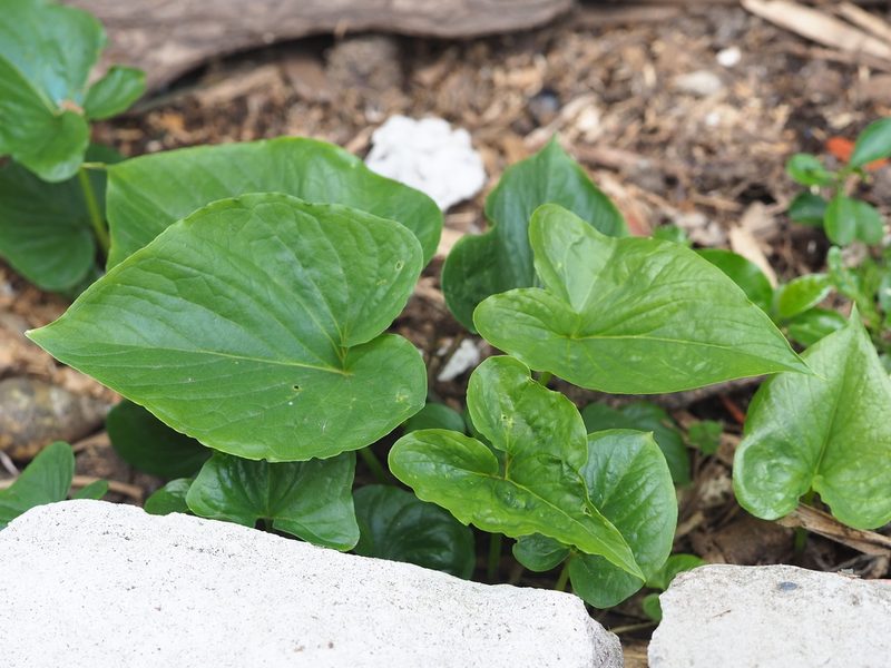 Typhonium roxburghii, photographed by 葉子