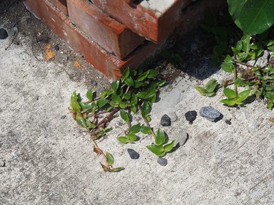 Callisia repens, photographed by 葉子