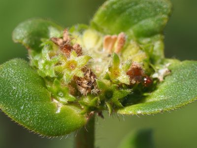 Richardia scabra, photographed by 葉子