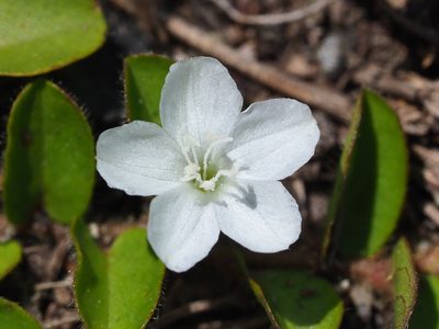 Evolvulus nummularius, photographed by 葉子