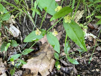 Euonymus americanus