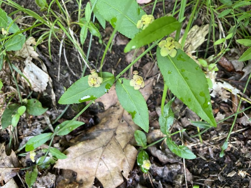 Euonymus americanus, photographed by Seth Wollney