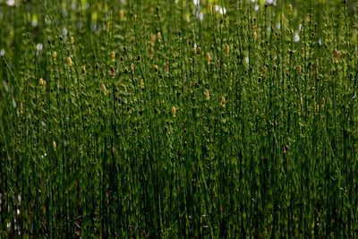 Equisetum fluviatile, photographed by Нурхайдарова Татьяна
