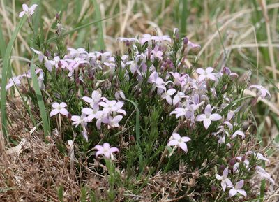 Houstonia acerosa, photographed by Catherine C. Galley