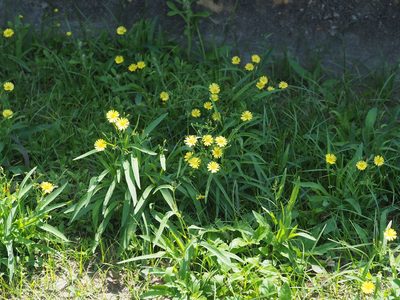 Ixeris chinensis, photographed by 葉子
