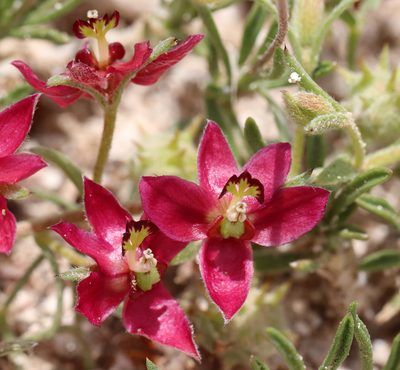 Krameria lanceolata, photographed by Catherine C. Galley