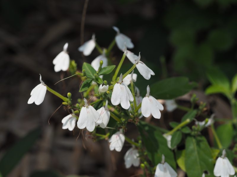 Rhinacanthus nasutus, photographed by 葉子