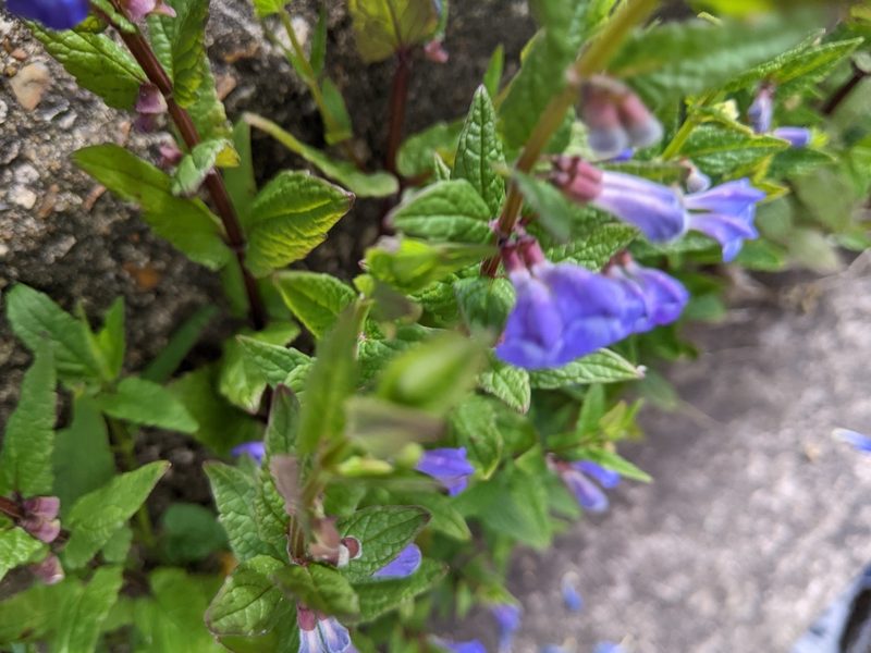 Scutellaria galericulata, photographed by Piermario Maculan