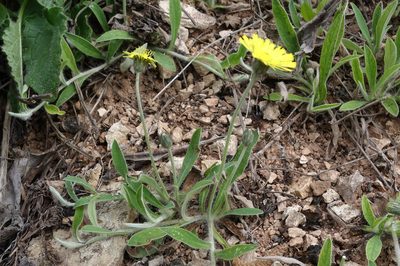Pilosella officinarum, photographed by Юрий Носков