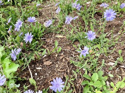 Cichorium intybus, photographed by Paul Mnich