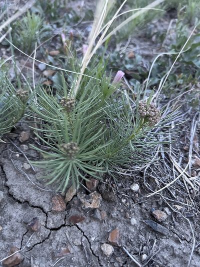 Asclepias pumila, photographed by Jared Shorma
