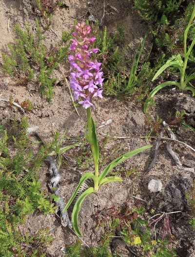 Gymnadenia borealis, photographed by Anne Thomson
